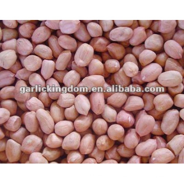 China 24-28 grãos de amendoim